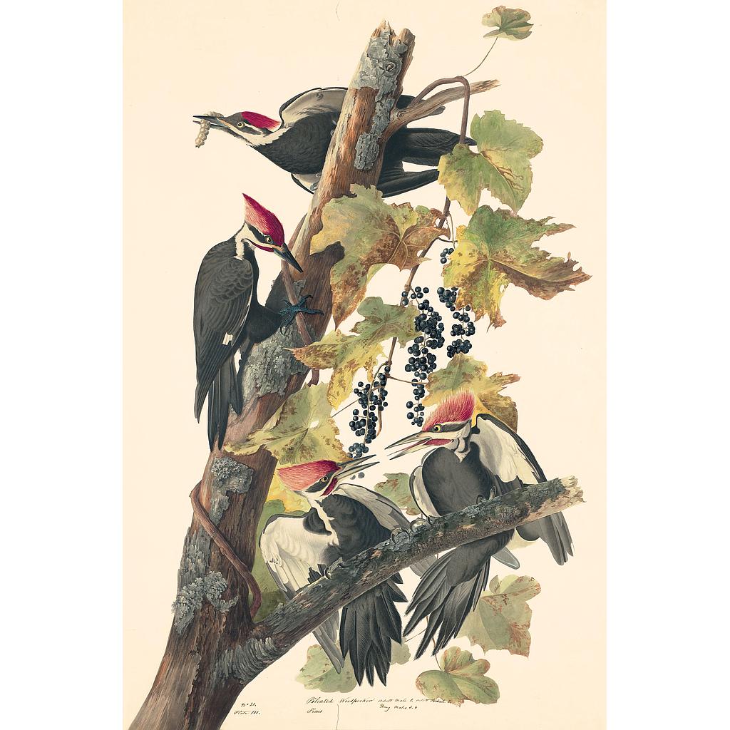 ArtWork1/Famous Painters/Audubon's Watercolors P2.jpg